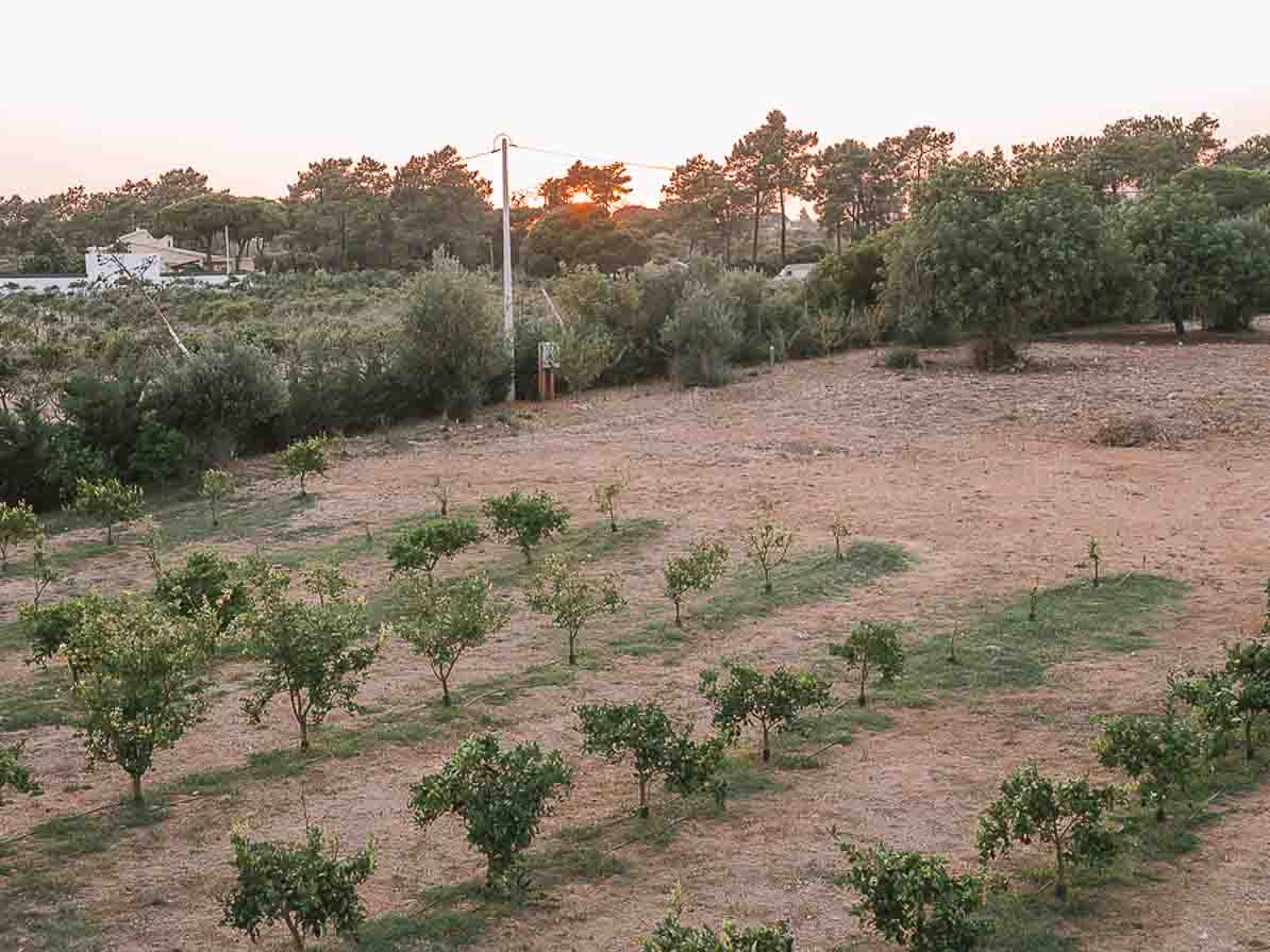 Organic vineyard in Portugal