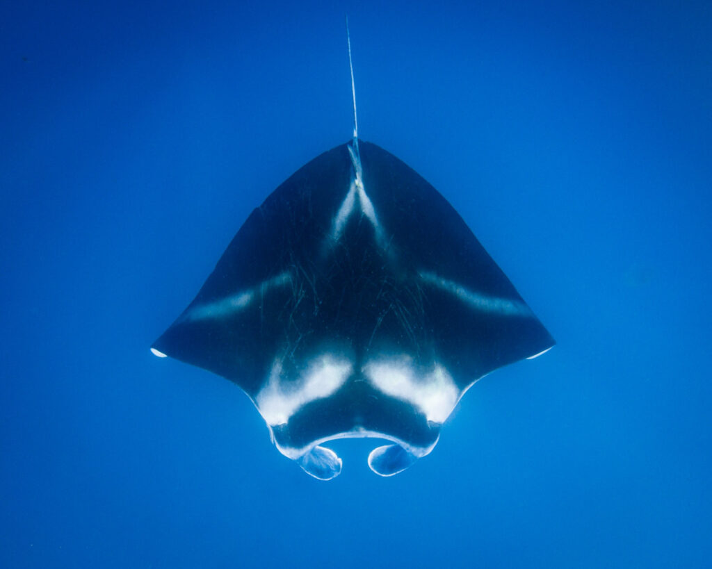 Manta ray diving Fiji