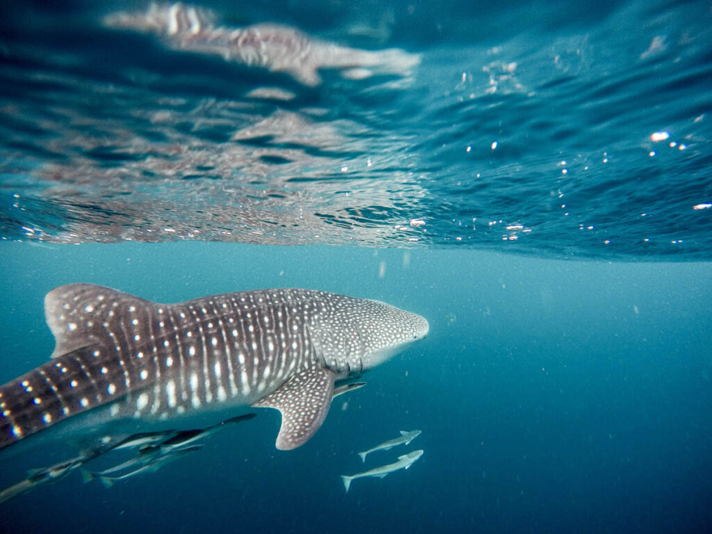 Whale shark in Ningaloo Reef
