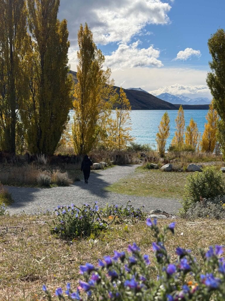 Golden autumn trees lining a walking path beside Lake Tekapo with mountains in the distance