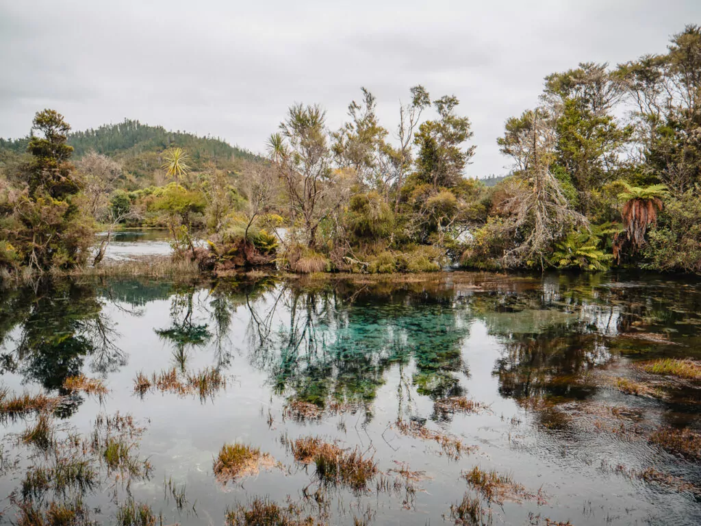 Pristine, crystal-clear water reflects surrounding native trees at Te Waikoropupū Springs, one of the clearest freshwater springs in the world, located near Golden Bay