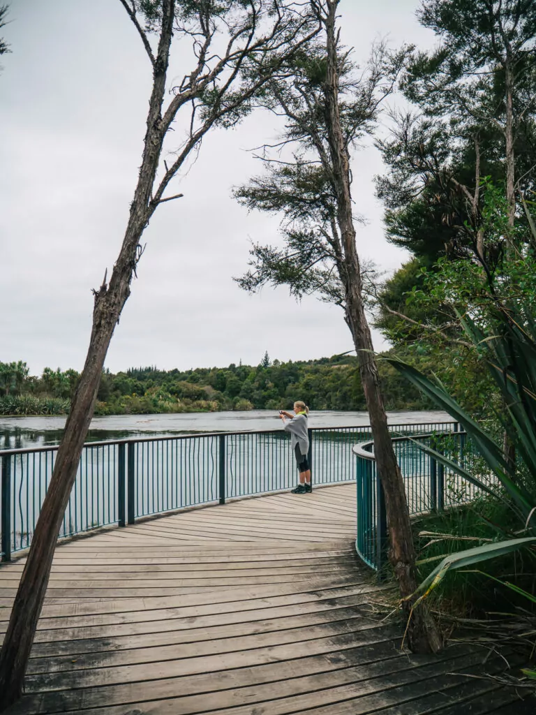 A person leans on a railing along the wooden boardwalk at Te Waikoropupū Springs, surrounded by native forest and calm spring water