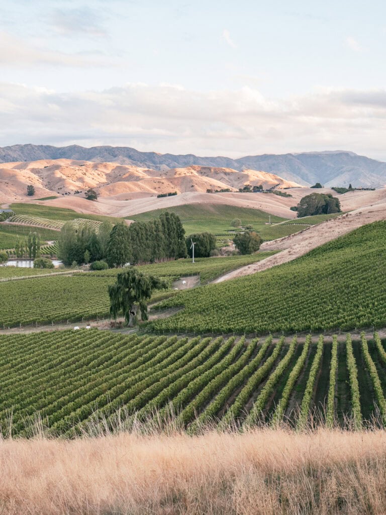 Neat rows of grapevines stretch across Marlborough’s rolling hills, framed by dry grass and soft evening light on the surrounding countryside