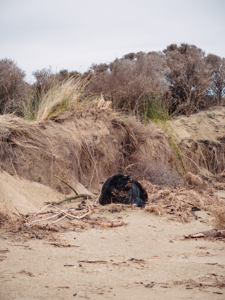 Sea lion sitting in dunes along a coastal walking track winding through tussock grassland and native vegetation with ocean views