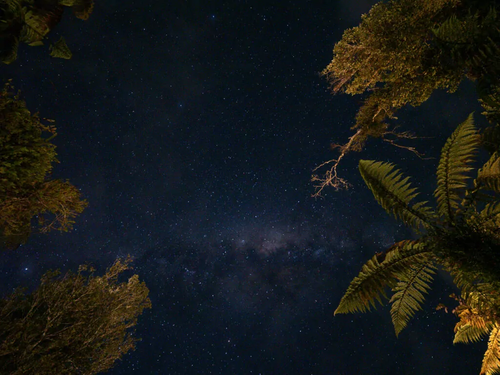 The Milky Way visible through a canopy of ferns and native trees in a clear night sky at Franz Josef, showcasing the area’s remote, dark-sky beauty