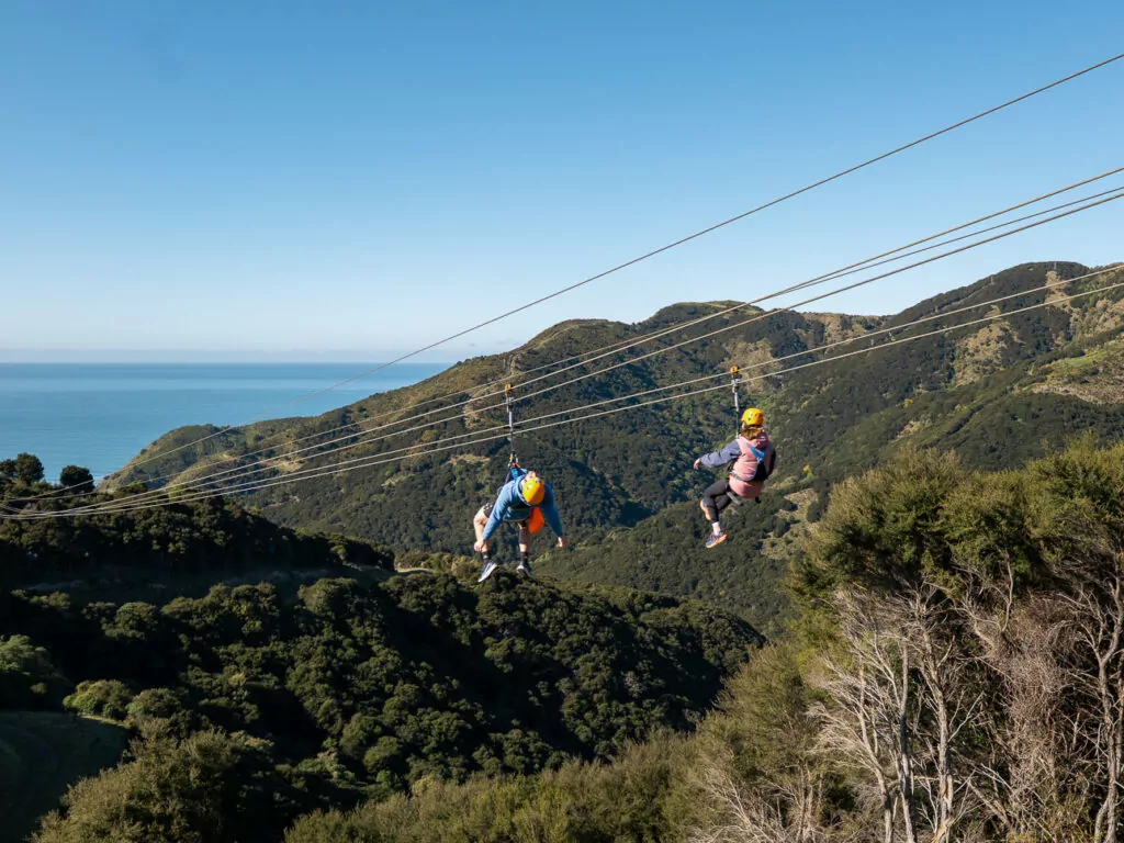 Two people zipline high above the forested hills of Kaikōura with sweeping views of the Pacific Ocean and rugged coastline in the distance