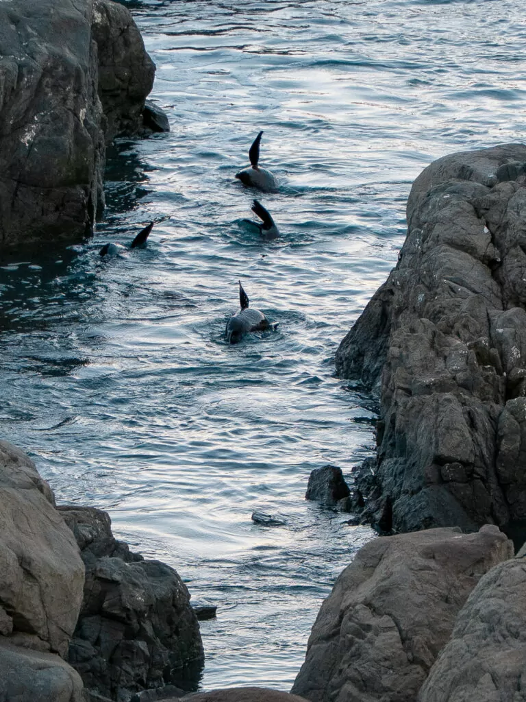 A group of New Zealand fur seals swim through a narrow rocky inlet on the Kaikōura coast, their flippers visible above the water