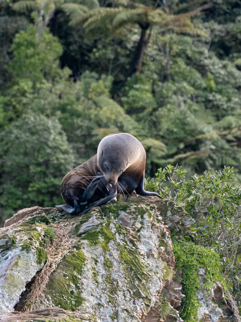 A New Zealand fur seal stretches on a moss-covered rock surrounded by lush native bush, spotted in the wild near the Marlborough coast