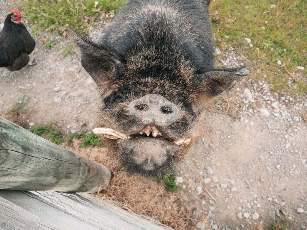 A friendly kunekune pig at the petting zoo at Alpine Lodges at The Cairns in Tekapo