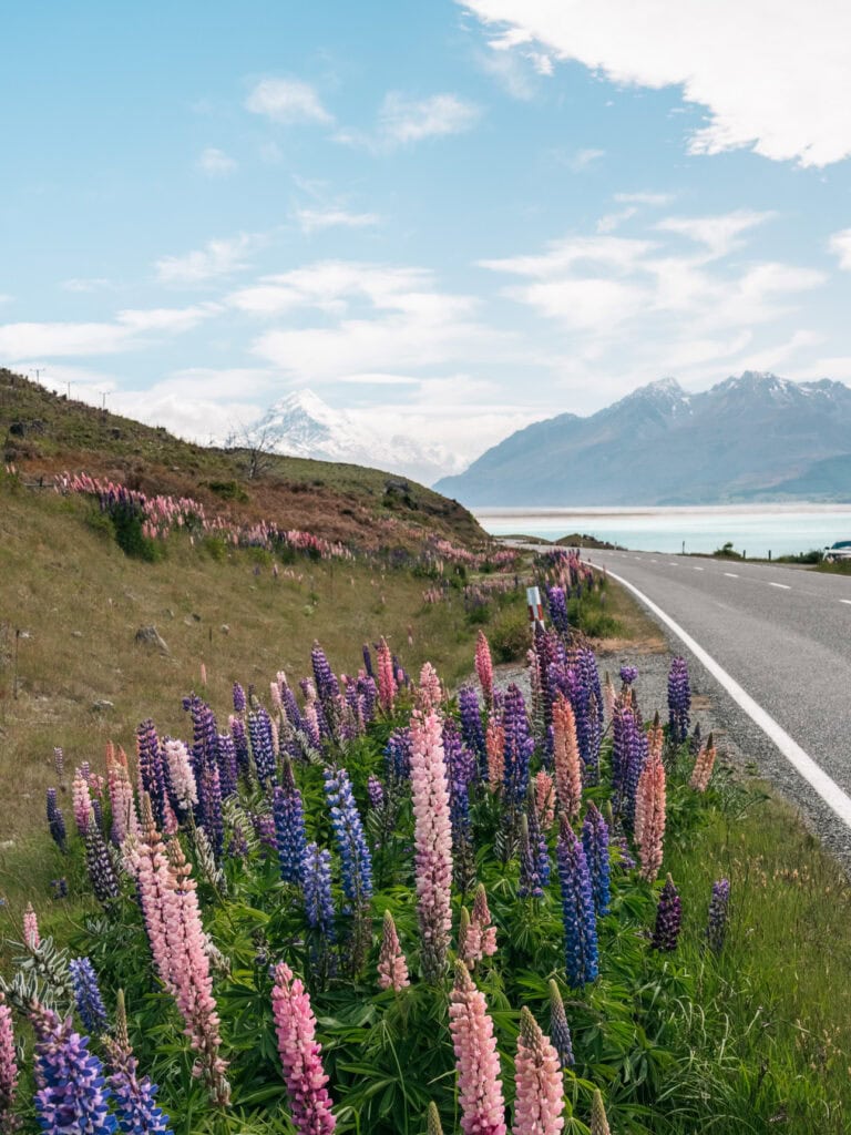 Pink and purple lupins lining the roadside with Aoraki/Mount Cook and Lake Pukaki in the distance