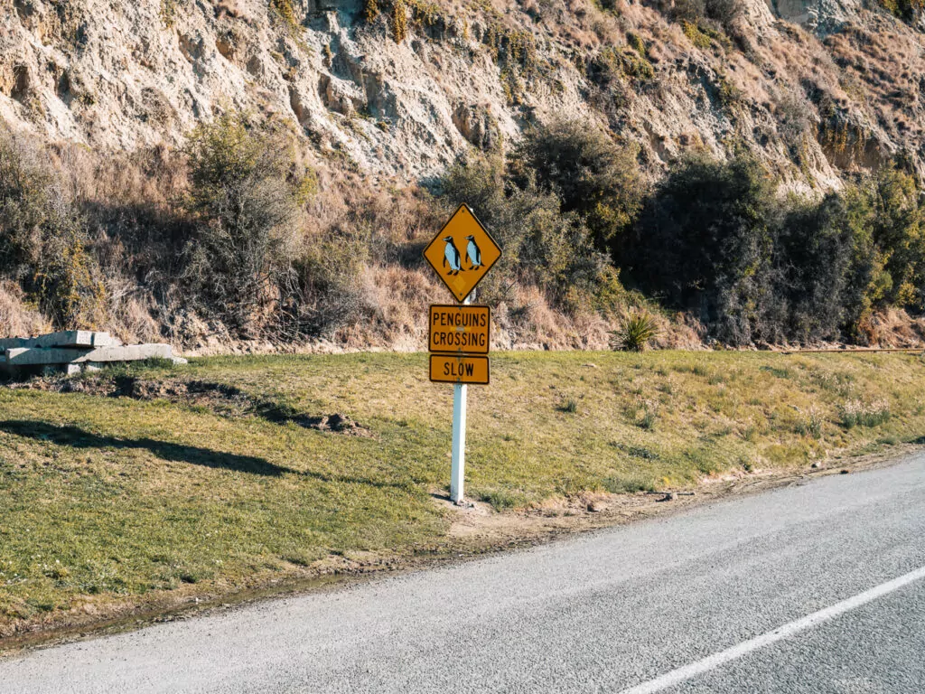 Yellow road sign warning of little blue penguin colony wildlife crossing near the road in Oamaru, New Zealand.