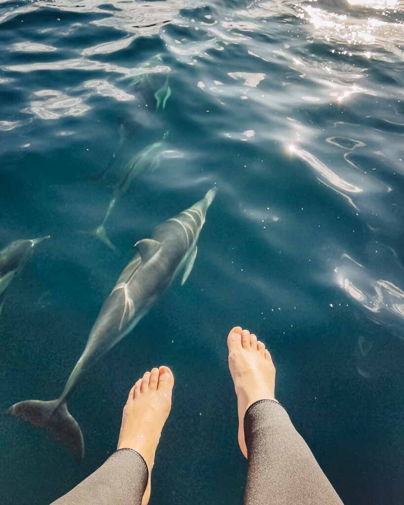 best places to visit in the south island new zealand picton dolphin swim