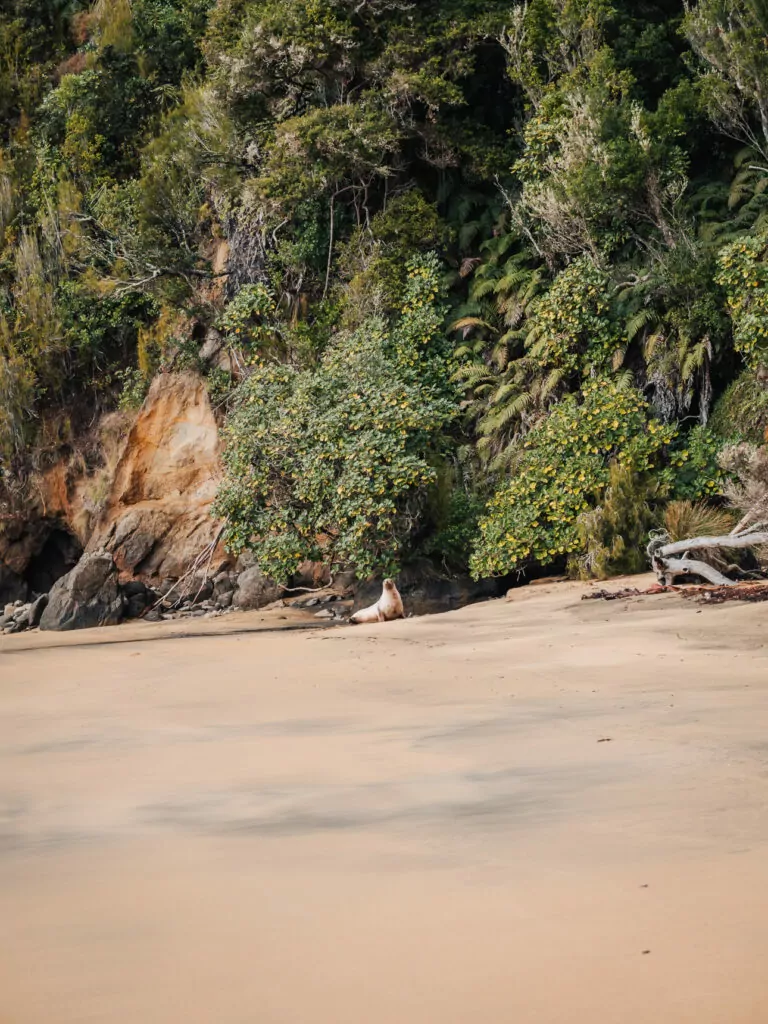 Seal or sea lion sitting in the middle of a sandy beach cove surrounded by lush native bush and coastal vegetation with calm turquoise water on Stewart Island