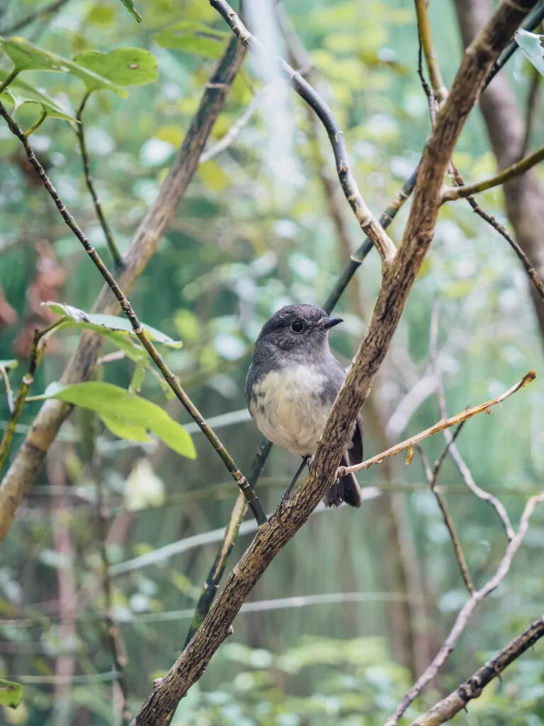 A South Island robin with grey and white plumage perched on a branch amongst native forest on Stewart Island
