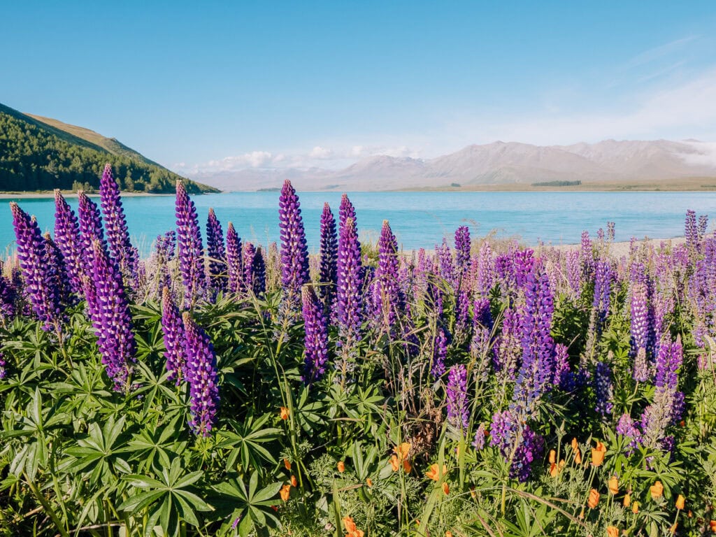 Pink and purple lupins flowering on the shore of Lake Tekapo on a bright sunny day
