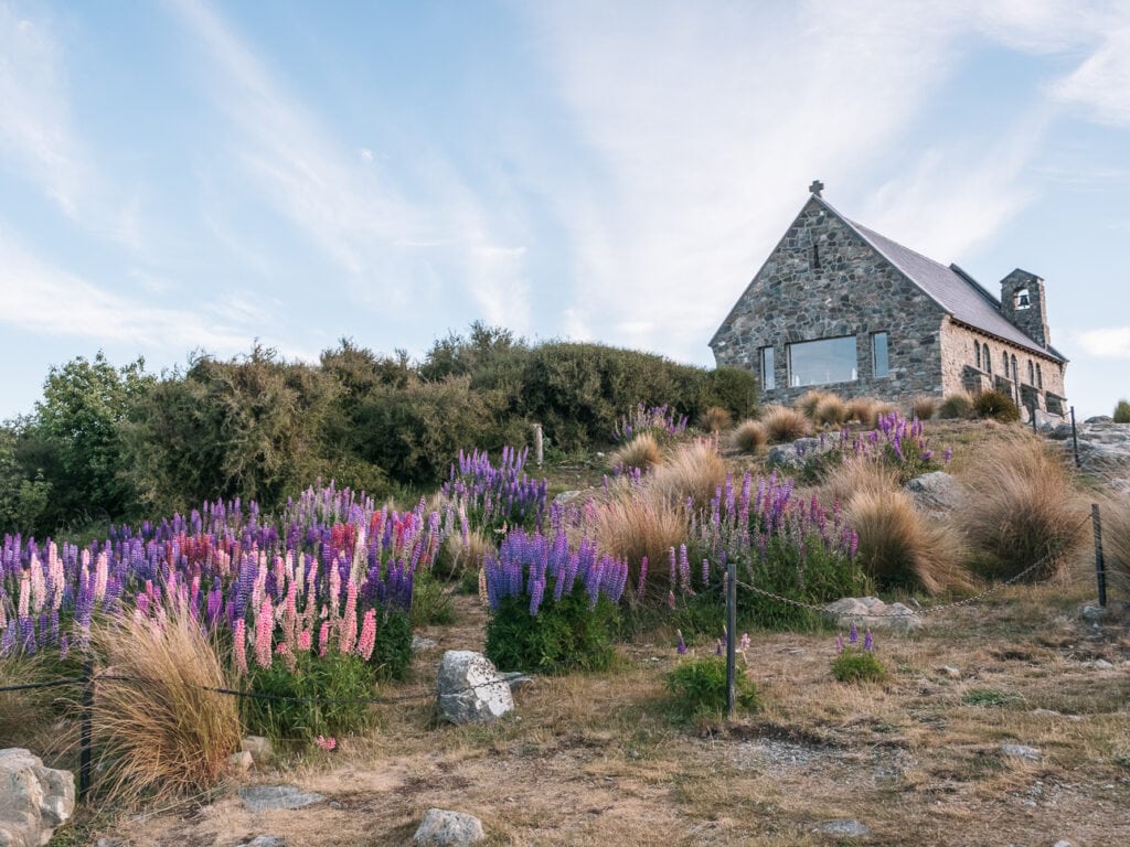 The Church of the Good Shepherd surrounded by flowering pink and purple lupins on the shore of Lake Tekapo