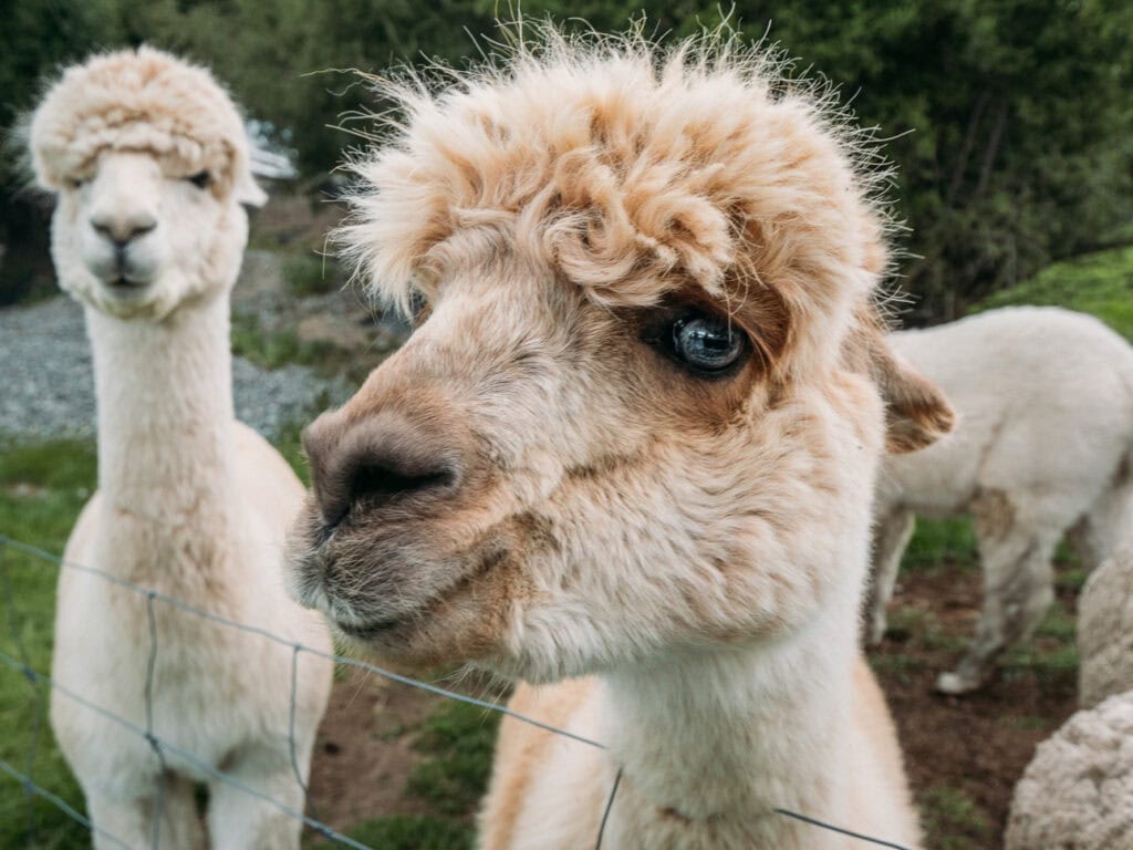 Close-up of a fluffy alpaca at a petting zoo near Tekapo