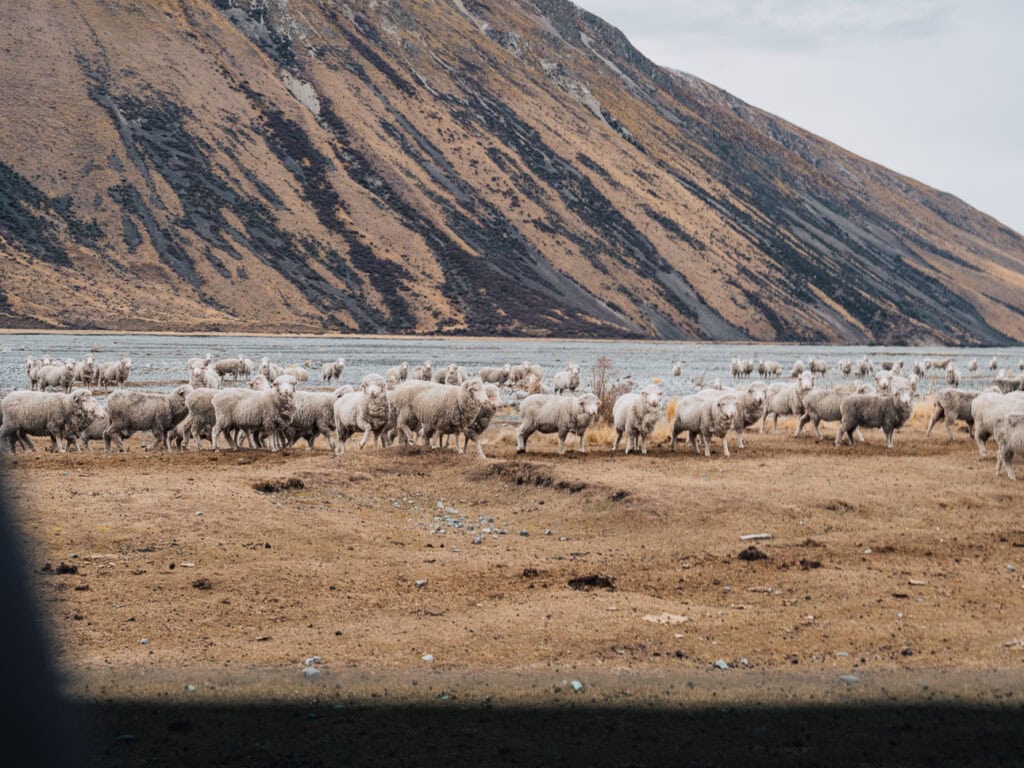 Flock of merino sheep grazing on a high country station in the Mackenzie Basin on a 4WD tour