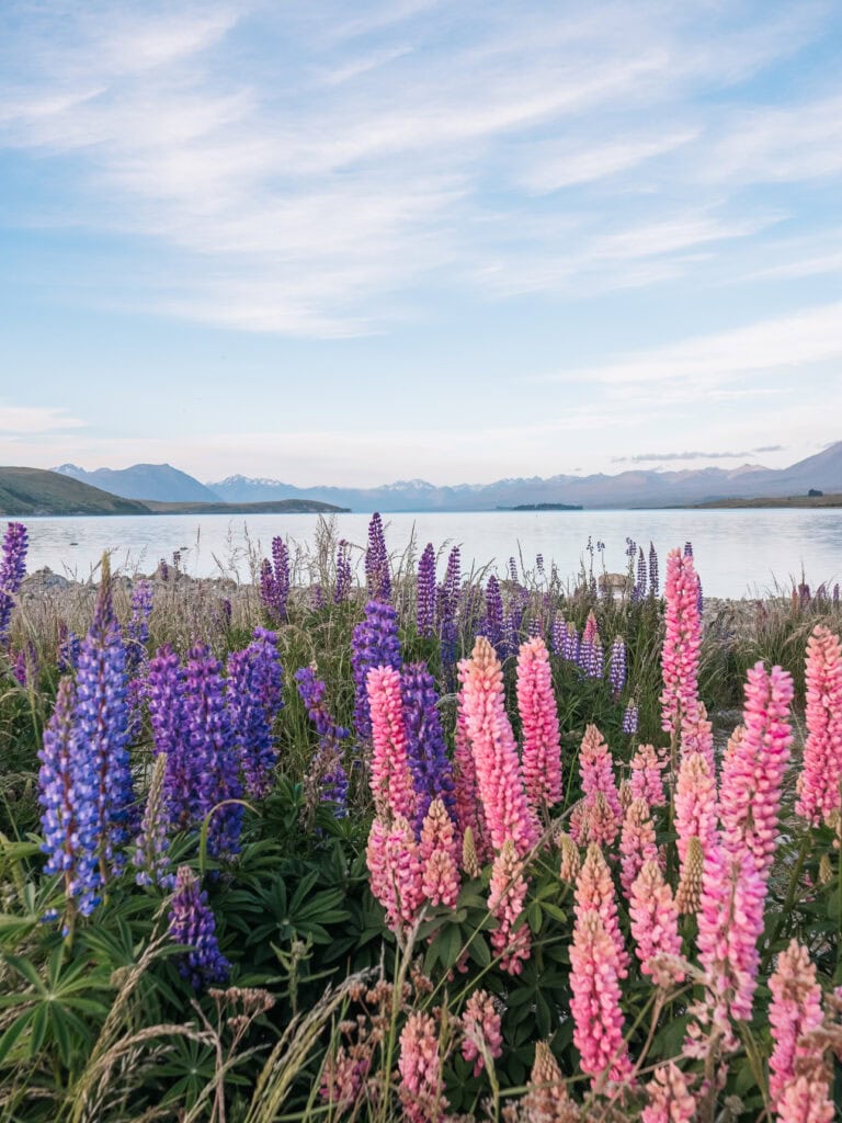 A field of pink and purple lupins in full bloom beside Lake Tekapo