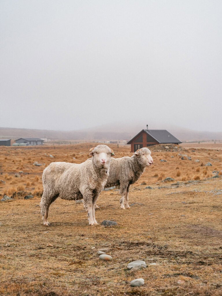 Merino sheep grazing in a tussock paddock with High Country Cabin in the background near Twizel