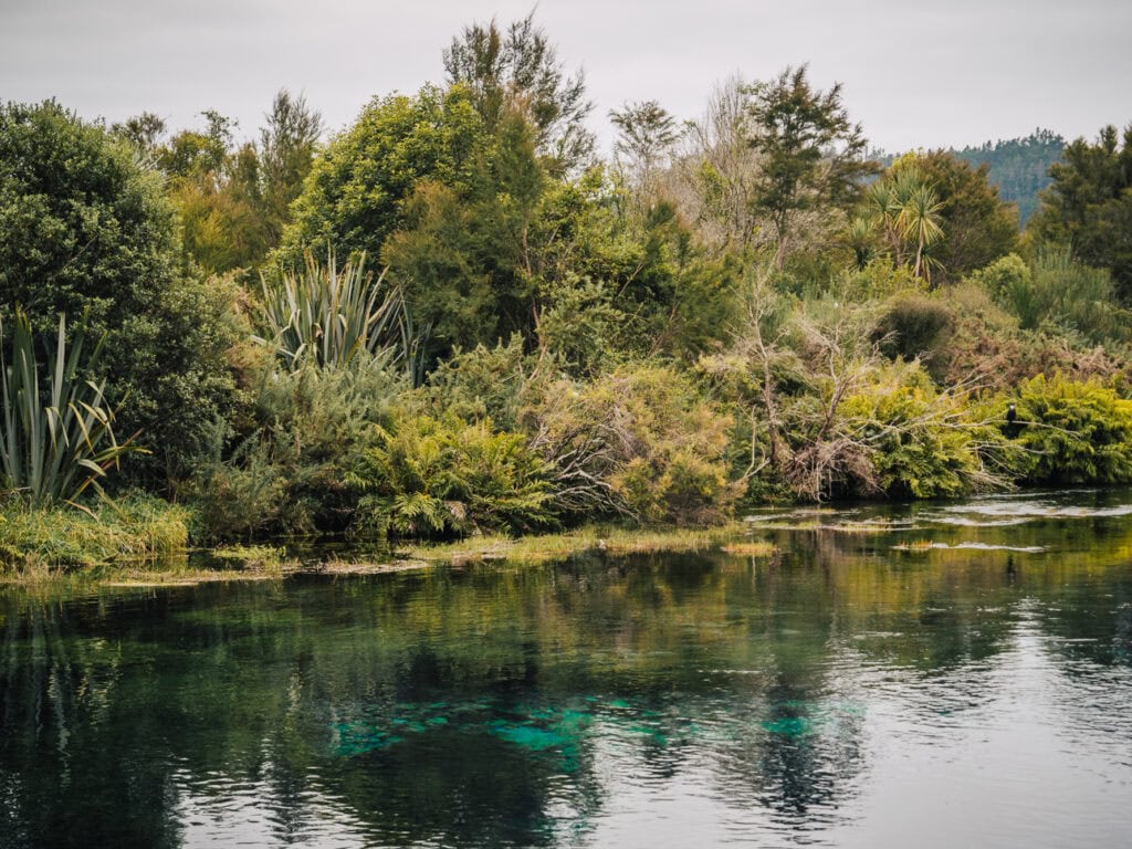 Crystal clear waters of Te Waikoropupū Springs surrounded by dense greenery and known for its incredible underwater visibility