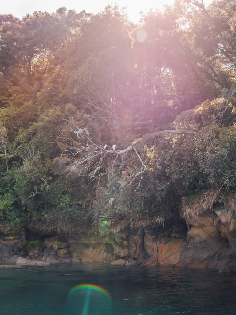 Sunlight filtering through dense native bush along a forested walking track in Abel Tasman National Park