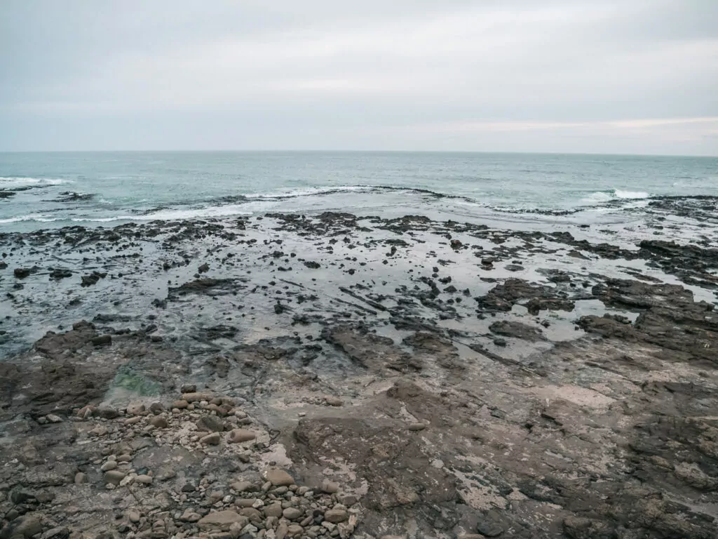 Fossilised tree stumps and logs embedded in the rocky shoreline at low tide in Curio Bay