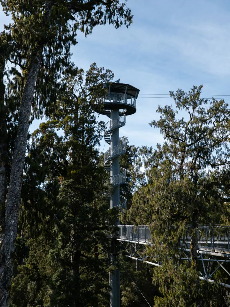 Elevated steel walkway and viewing tower above the forest canopy at West Coast Treetop Walk near Hokitika.