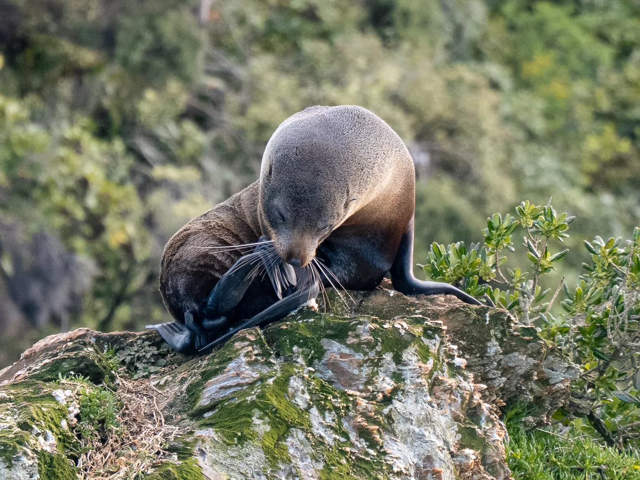 A New Zealand fur seal stretches on a moss-covered rock surrounded by lush native bush, spotted in the wild near the Marlborough coast