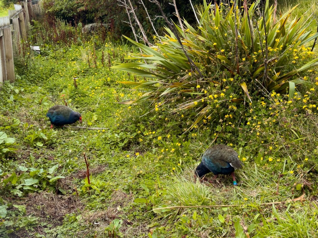 Two rare takahē birds walking through native bush and tussock at the Te Anau Bird Sanctuary
