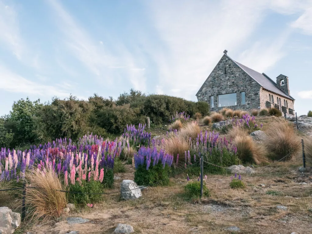 Purple and pink lupins blooming along the shore of Lake Tekapo with the stone Church of the Good Shepherd in the background