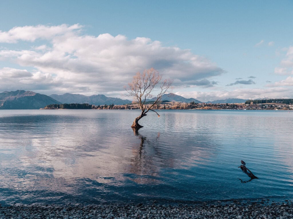Lone willow tree growing out of Lake Wānaka’s calm surface with snow-dusted mountains in the background