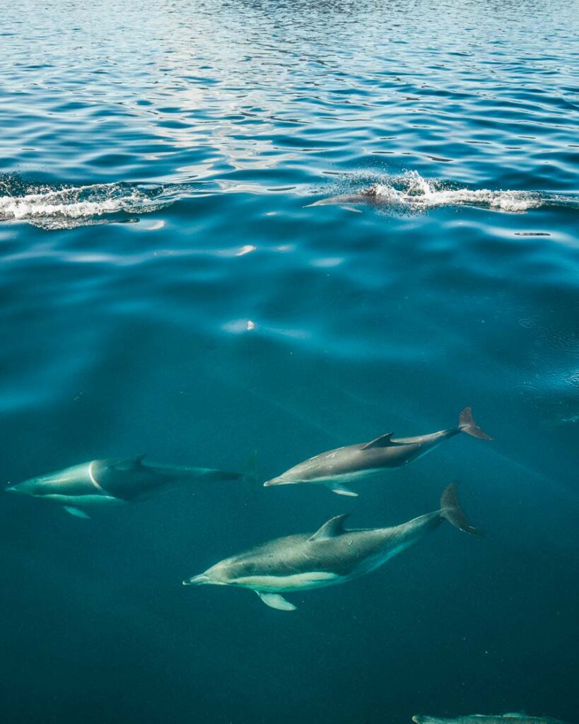 swim with dolphins marlborough