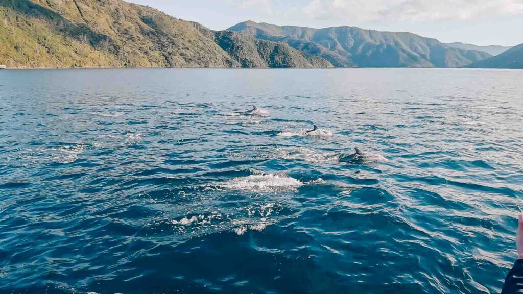 things to do in marlborough swim with dolphins