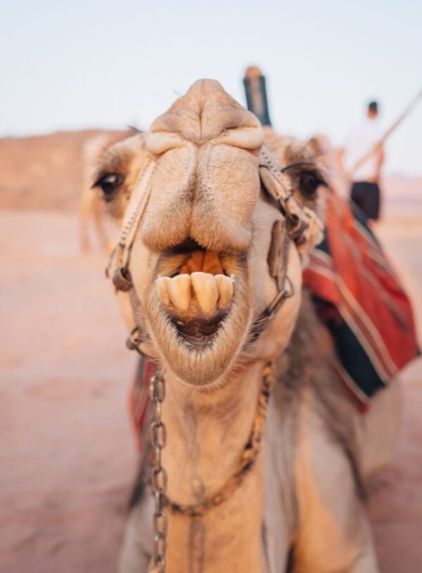 camel close up jordan