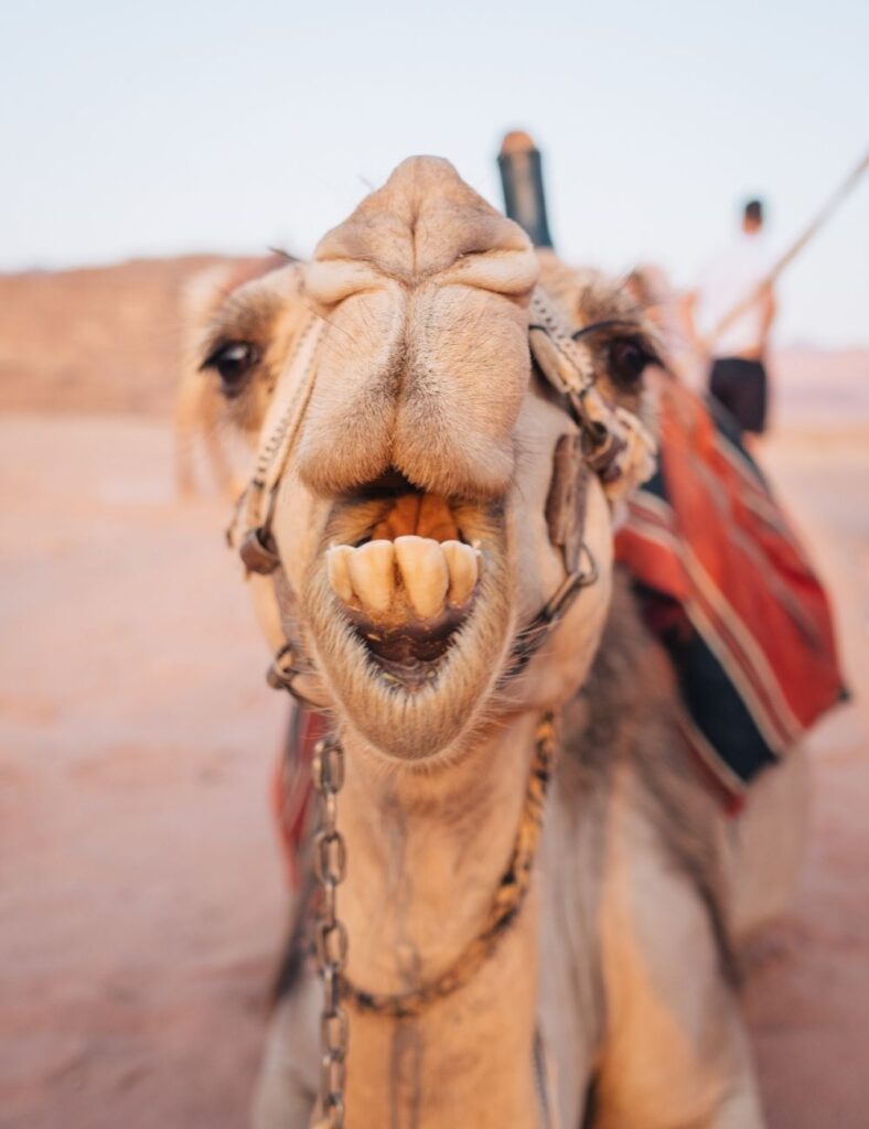 camel close up jordan