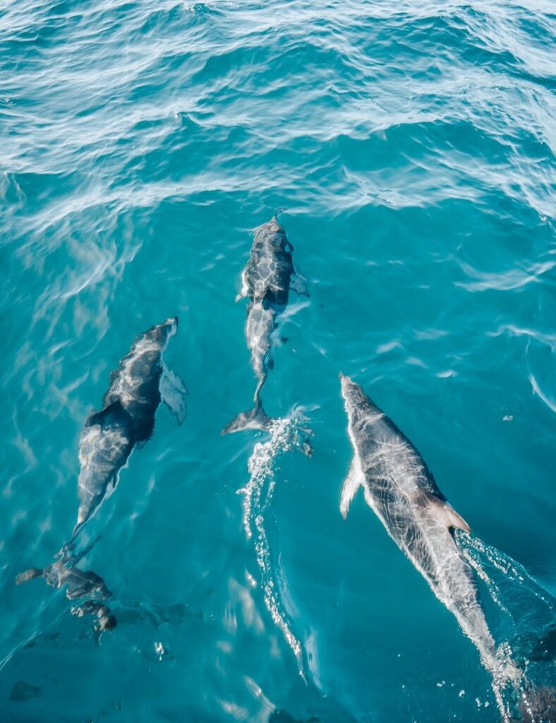 kaikoura swim with dolphins