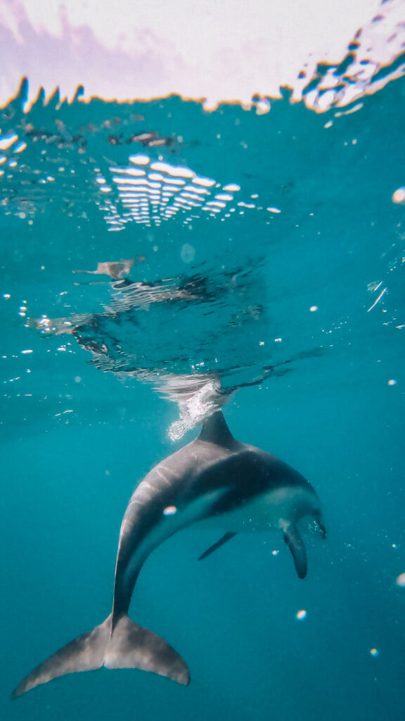 kaikoura dolphin swim