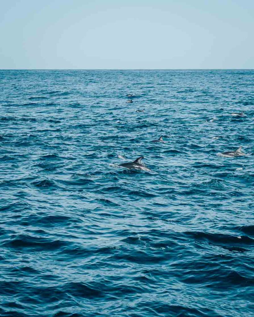 kaikoura dolphin cruise