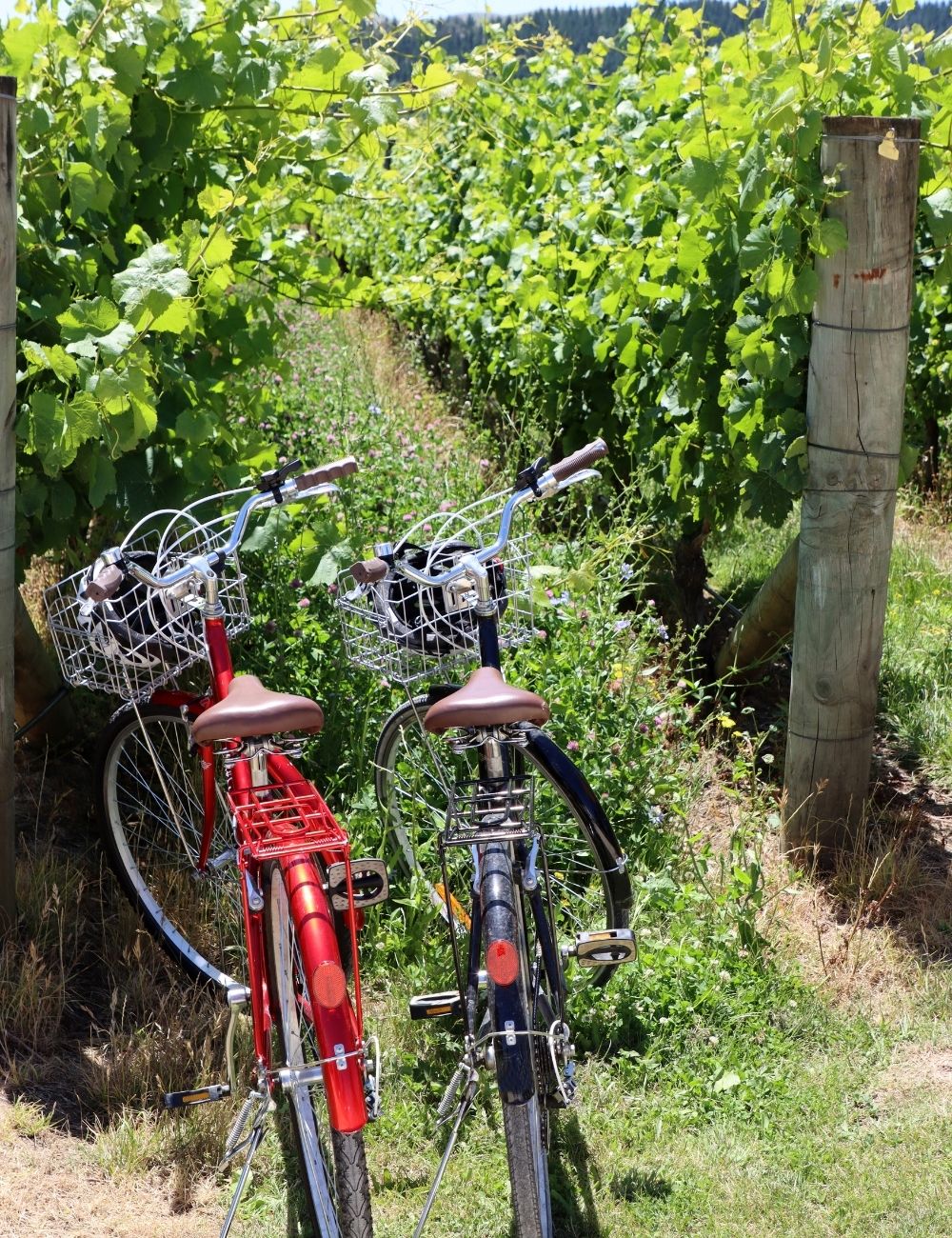 martinborough winery tour