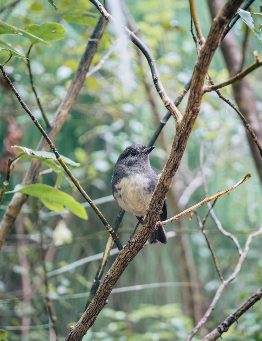 stewart island robin in a tree