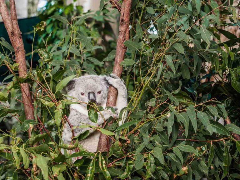sydney to byron bay road trip