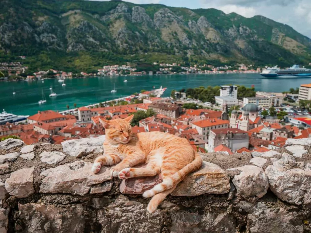 Sleeping ginger cat lounging on a stone wall with a panoramic view of Kotor, Montenegro, featuring red rooftops, a cruise ship in the bay, and the verdant mountains in the distance