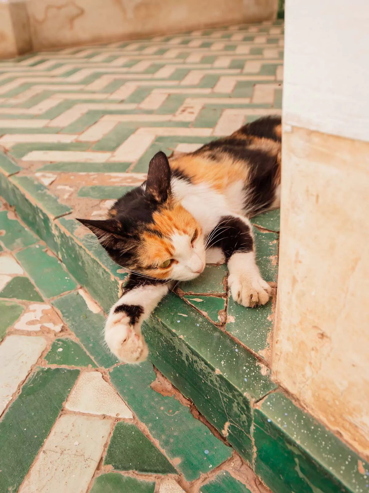 A calico cat lounges leisurely on the traditional tiled floor of Bahia Palace, blending into the historic and artistic surroundings of the palace with a relaxed poise