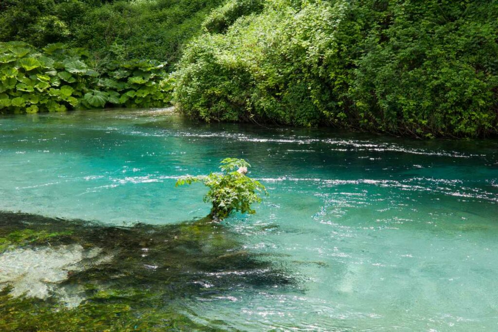 A serene natural spring with a solitary bush emerging from the vibrant turquoise waters, surrounded by lush greenery