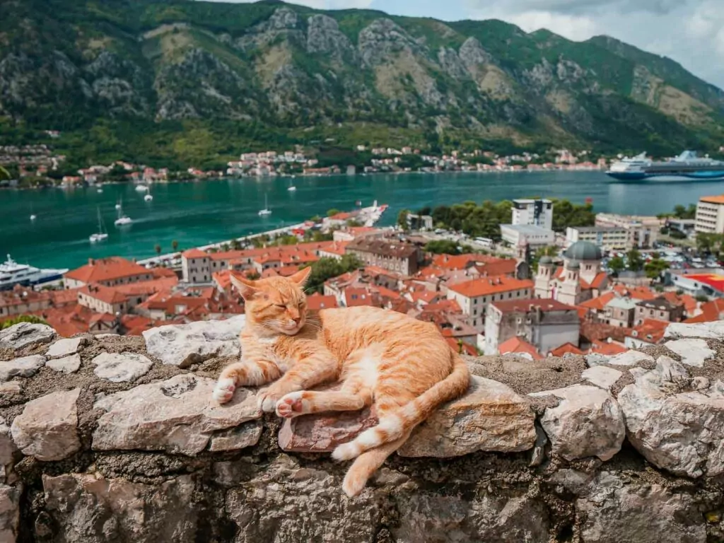 An orange tabby cat lounges on an ancient stone wall overlooking the scenic bay of Kotor, Montenegro, with historic red-tiled roofs and green mountains in the background