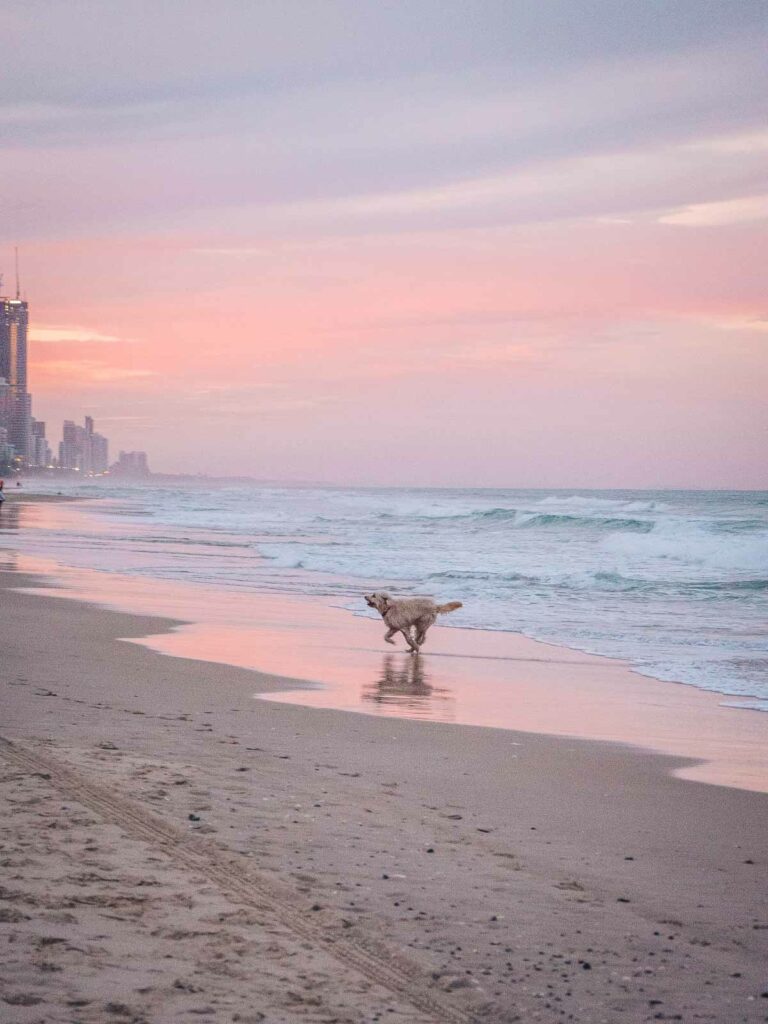 A playful dog runs along the sandy beach at sunset, the sky painted with soft pink and orange hues, capturing a serene moment during Gold Coast solo travel