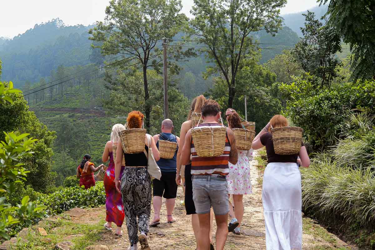 Tour group carrying wicker baskets on a tea picking walk through Sri Lanka's hill country