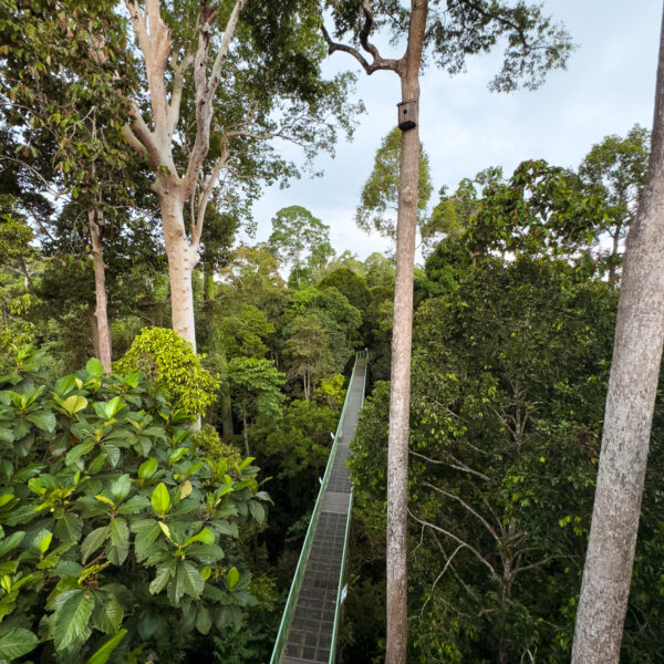 A high canopy walkway stretching through the lush treetops, offering visitors a breathtaking view of the rainforest in Sabah Borneo