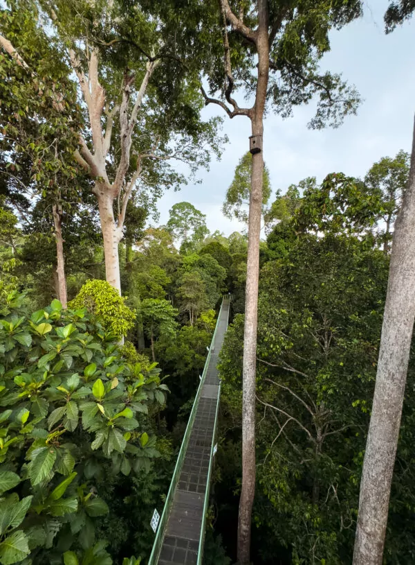 A high canopy walkway stretching through the lush treetops, offering visitors a breathtaking view of the rainforest in Sabah Borneo